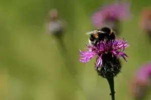 Plantlife Volunteer With Us Species